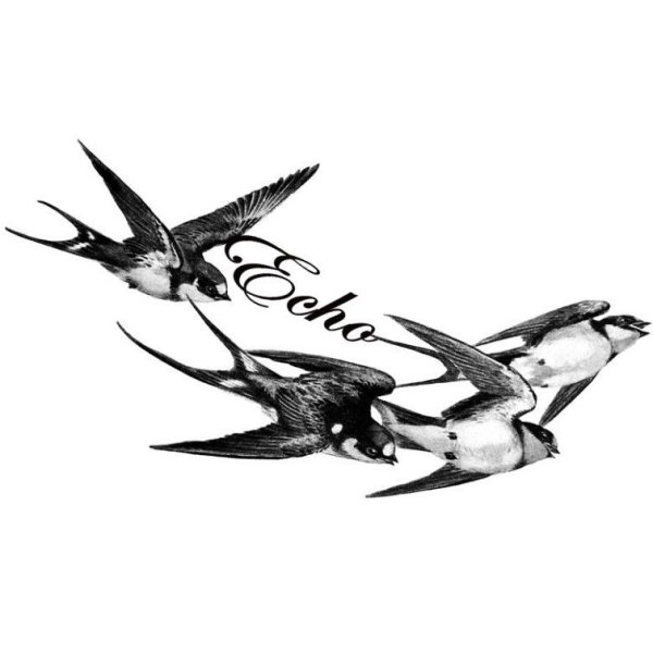 Ласточка птица