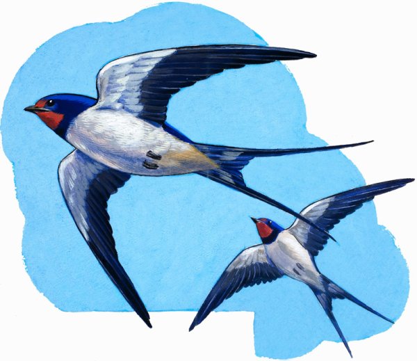 Ласточка для детей