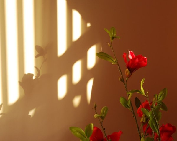 Солнечный свет на стене