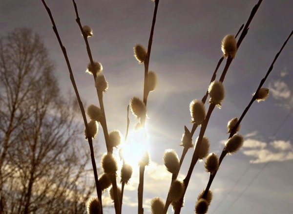 С Вербным воскресеньем