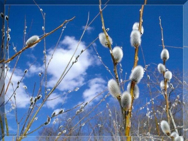 Весенний Солнцеворот, Вербоносица