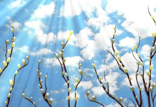 Верба солнце