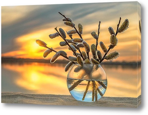 Верба солнце