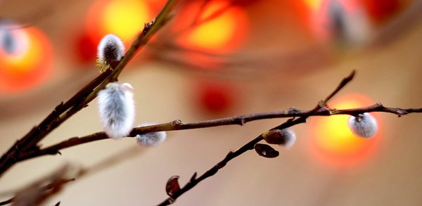 Ветка вербы на Восходе