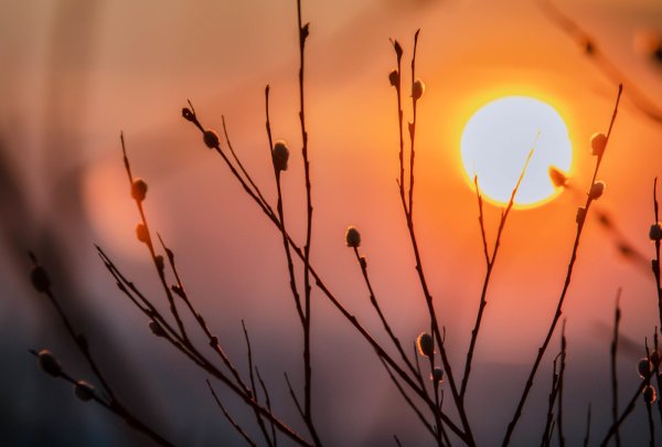 Ветка на закате