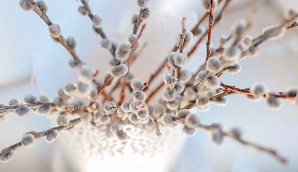 Верба сухая