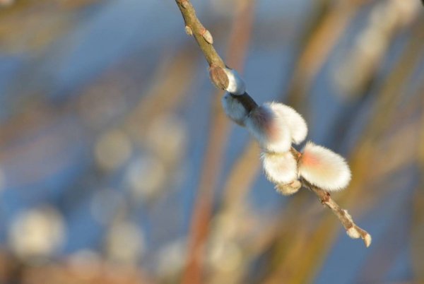 Верба береза Магнолия