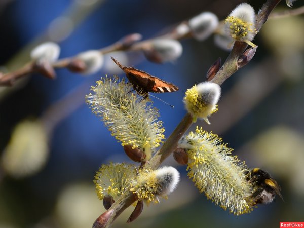 Бабочка на вербе