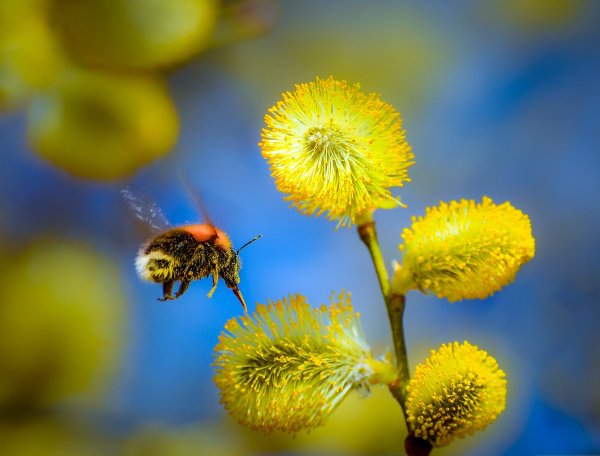 Весеннее солнце Верба