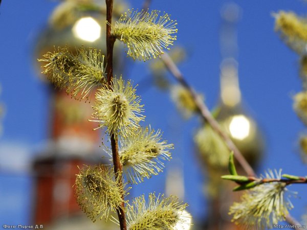 С Вербным воскресеньем