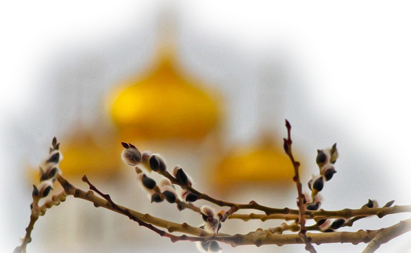 Весенний Солнцеворот, Вербоносица