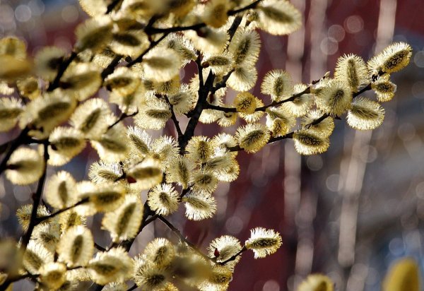 Ива почки Верба почки