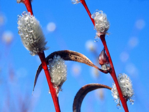 Верба весной