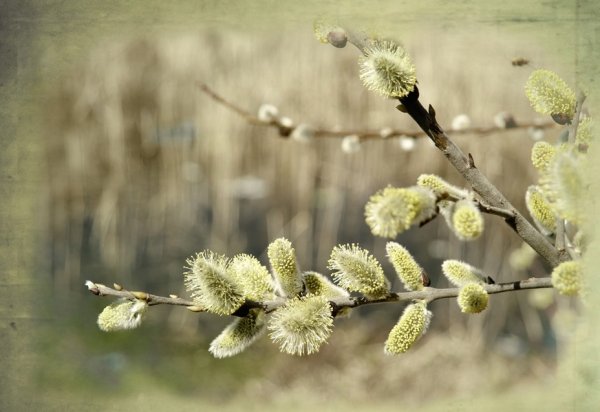 Верба в природе