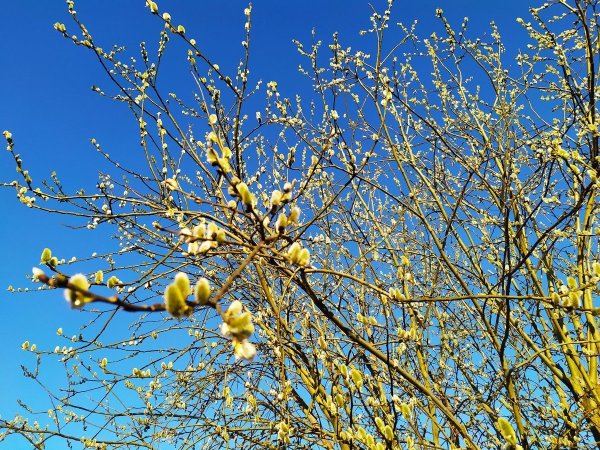 Весна пришла Верба