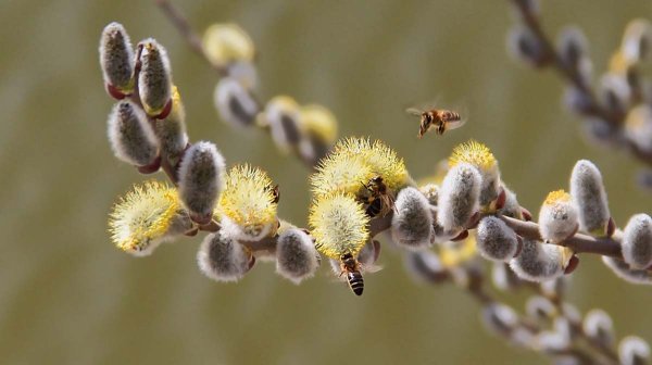 Доброе утро Верба