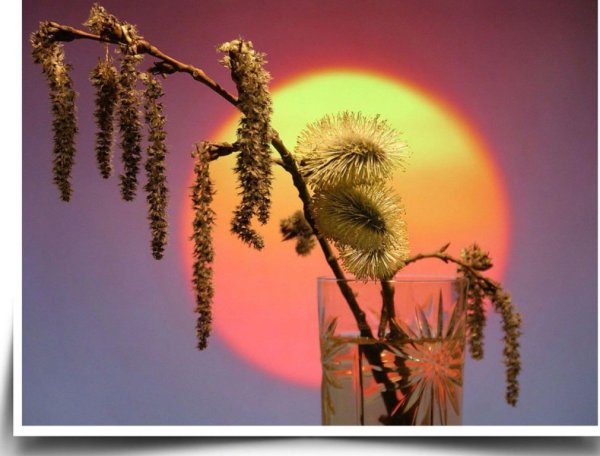 Закат. Веточка вербы