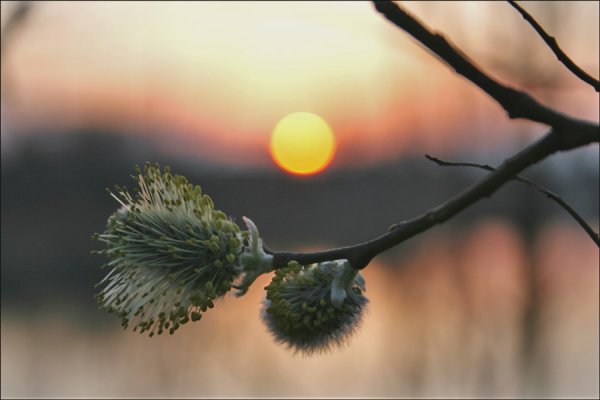 С Вербным воскресеньем
