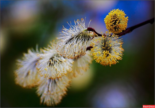 Весна солнце птицы