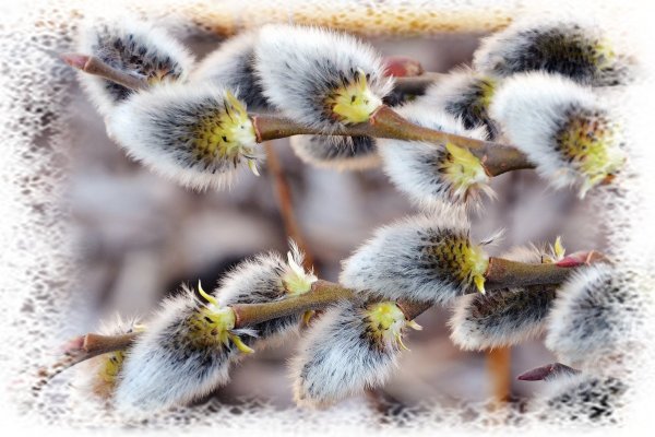 Верба букеты и в корзинке