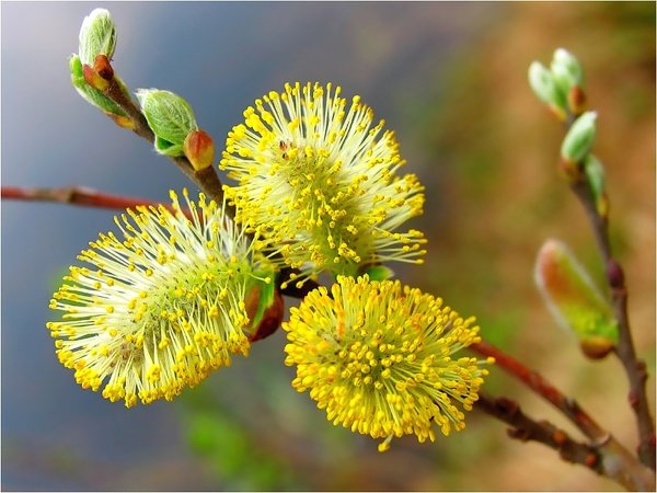 Верба дерево