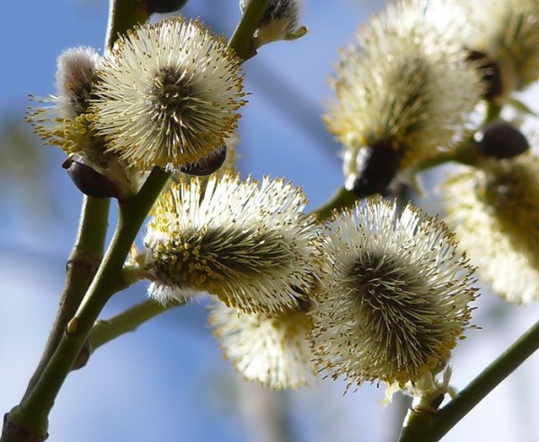 Цветущая Верба