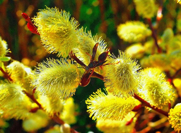 С верным воскресеньем Верба