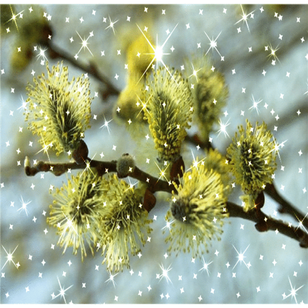 Весенний Солнцеворот, Вербоносица