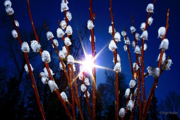 Цветущая Верба