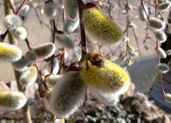 Верба на рассвете