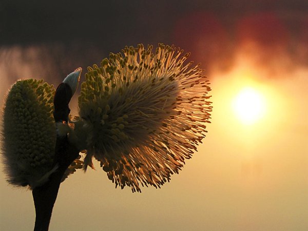 Сидней Верба