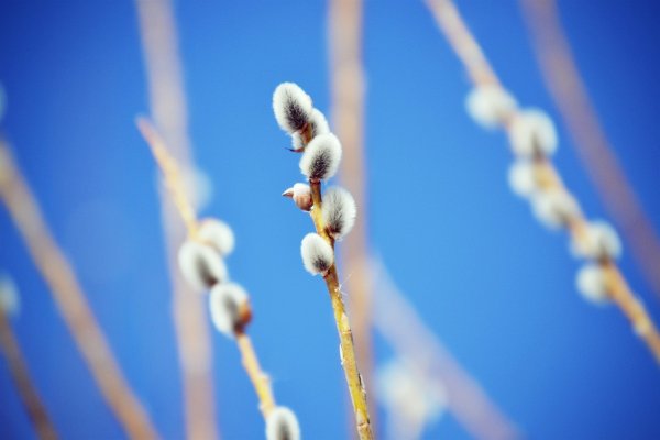 Спасибо с веточкой вербы