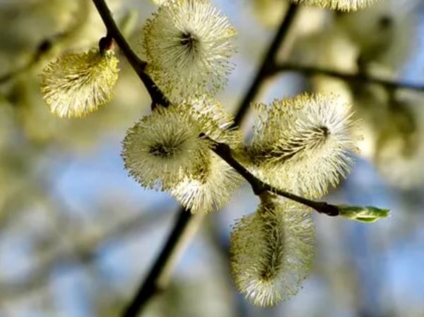 Верба Старочеркасск