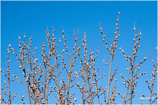 Верба на рассвете