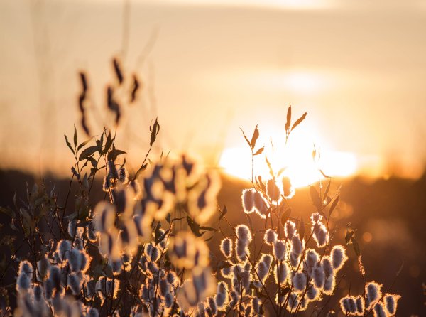 Верба в солнечных лучах