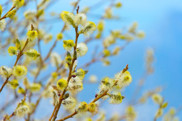 Верба Церковь Вербное Воскресение
