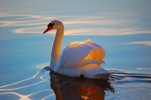 Красивые лебеди