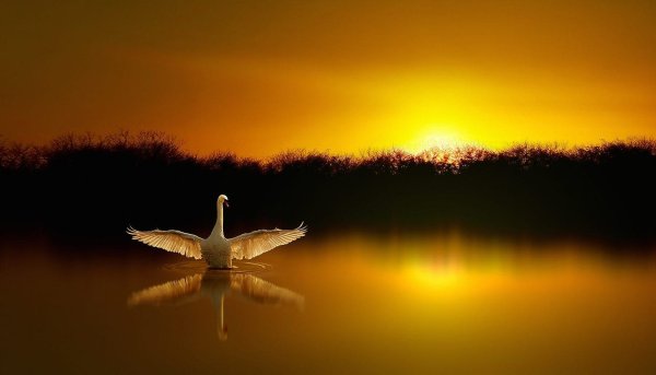 Закат над озером птицы