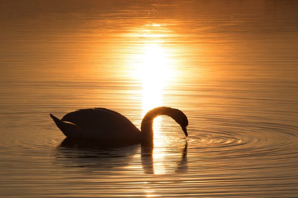 Лебеди на закате на Аслыкуле