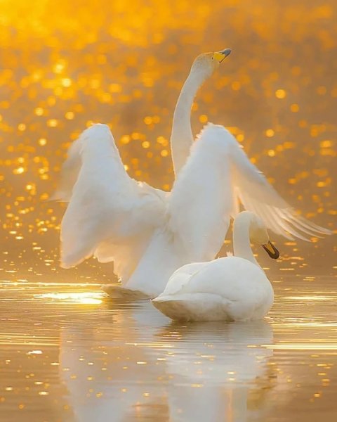 Золотой лебедь