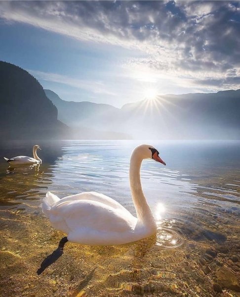 Лебеди на море