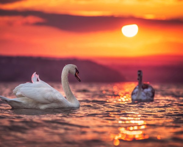 Лебеди на озере