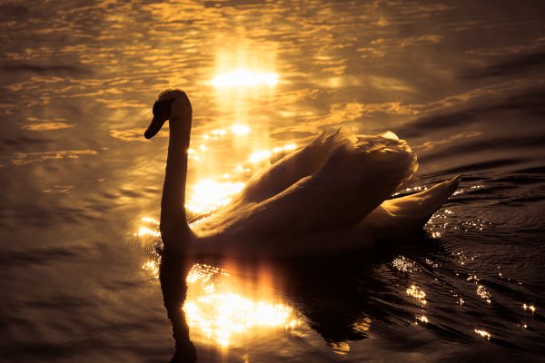 Лебедь на солнце