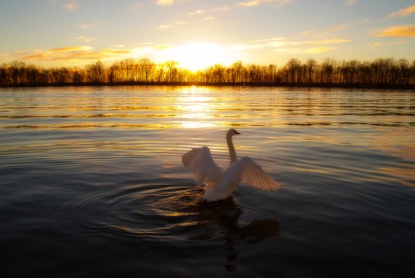 Лебеди над озером