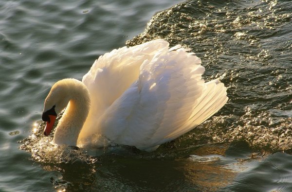 Лебедь фото птицы
