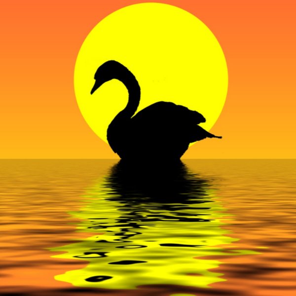 Лебеди на закате
