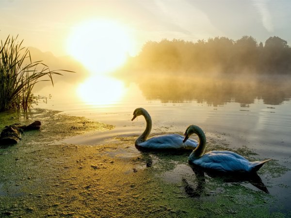 Птицы на озере