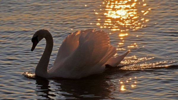 Прекрасные лебеди