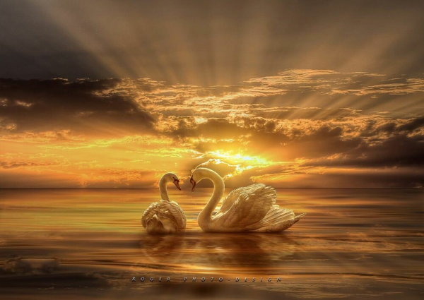 Лебединая любовь на закате