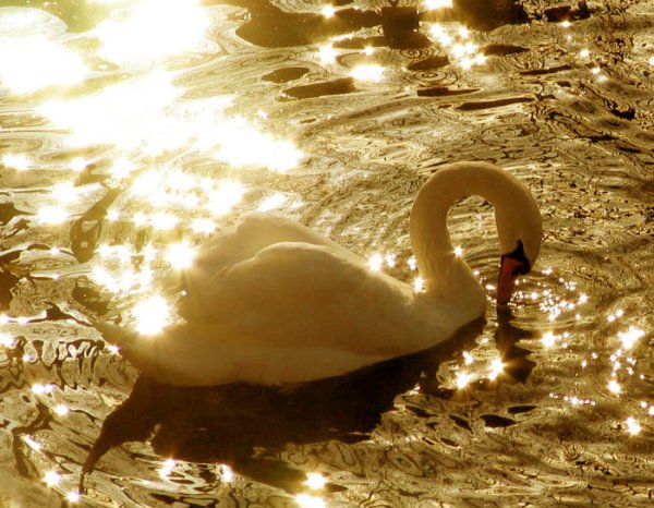 Золотой лебедь